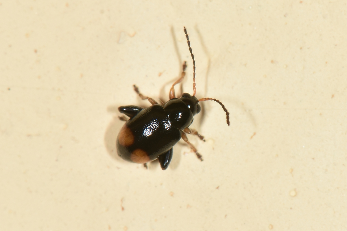 Chrysomelidae: Longitarsus holsaticus? S.